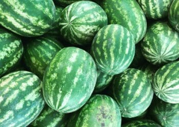 Farming watermelon is easy, says Leshalagae Mojapelo. Photo: Supplied/Food for Mzansi