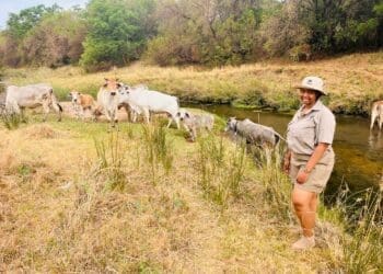 After the death of her father, Mmadipilo Letlape came close to selling their livestock and giving up on farming. Photo:Supplied/Mmadipilo Letlape