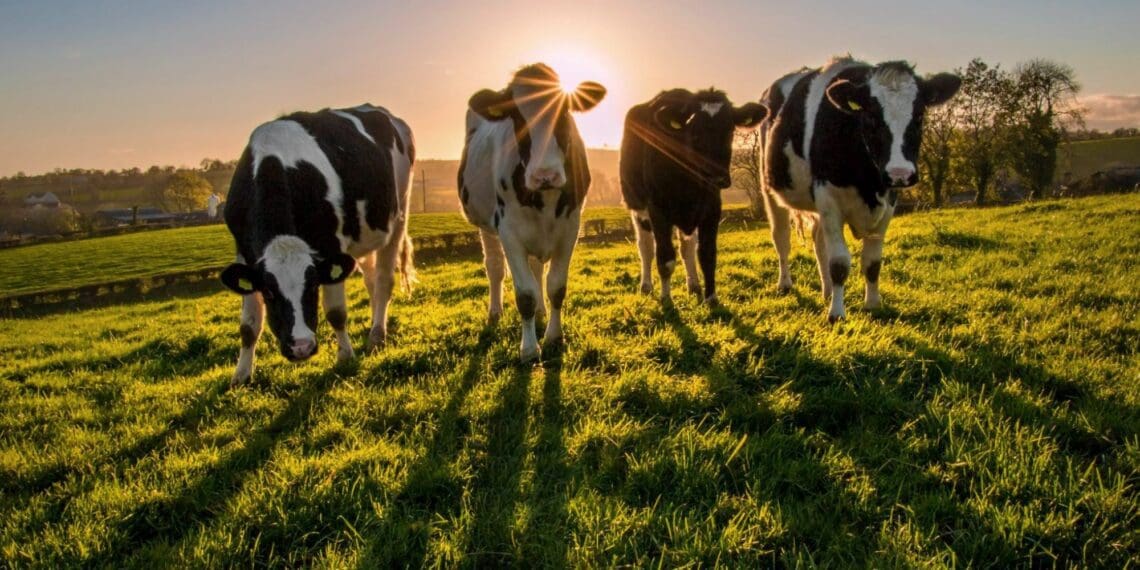 Skimmelkrans Boerdery in the Western Cape is poised to be the first net-zero dairy farm in South Africa, and possibly even Africa. It has co-opted regenerative agriculture practises in its day-to-day activities. Photo: Supplied/Food For Mzansi