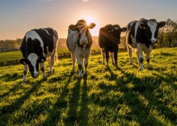 Skimmelkrans Boerdery in the Western Cape is poised to be the first net-zero dairy farm in South Africa, and possibly even Africa. It has co-opted regenerative agriculture practises in its day-to-day activities. Photo: Supplied/Food For Mzansi