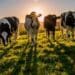 Skimmelkrans Boerdery in the Western Cape is poised to be the first net-zero dairy farm in South Africa, and possibly even Africa. It has co-opted regenerative agriculture practises in its day-to-day activities. Photo: Supplied/Food For Mzansi