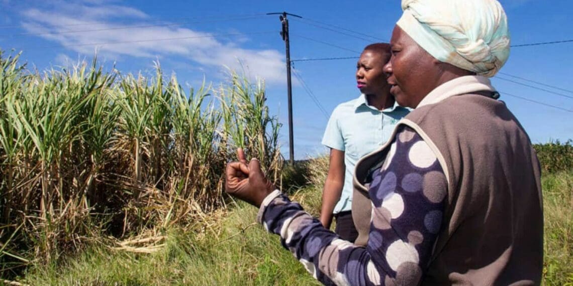 Small-scale sugar grower Rejoice Ncwane explains how she has improved the crop management of the 8ha she has under sugarcane. Photo: Supplied/Shukela Plus