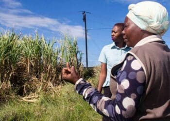 Small-scale sugar grower Rejoice Ncwane explains how she has improved the crop management of the 8ha she has under sugarcane. Photo: Supplied/Shukela Plus
