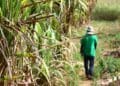 Sugar industry pleads to hold back on tax