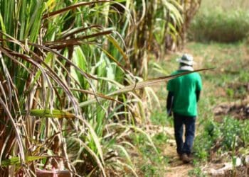 Sugar industry pleads to hold back on tax