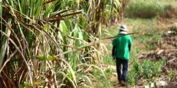 Sugar industry pleads to hold back on tax