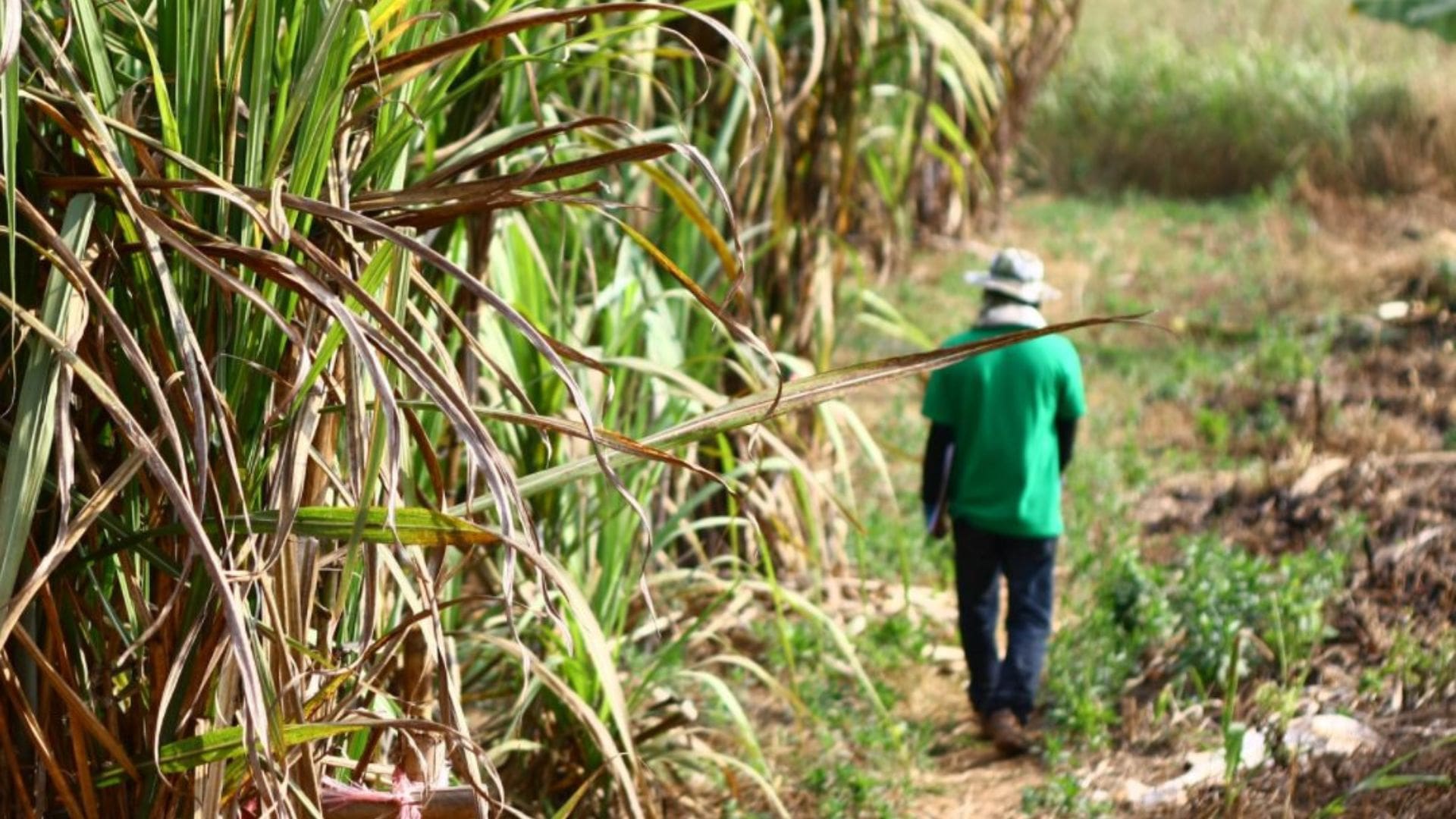 Sugar imports threaten local industry and rural jobs