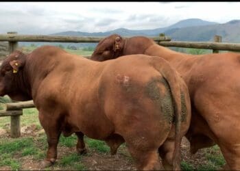 KZN beef specialist shares tips to grow herd
