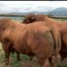 KZN beef specialist shares tips to grow herd