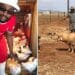 Ukusebenzisa amathuba kumsebenzele umfuyi waseNW
