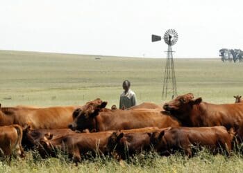 The crux of a dispute between the Red Meat Producers’ Organisation and Agri Enterprises is specific funds allocated for the training of livestock farmers – money that the RPO wants to use for the same purpose. Photo: Supplied/Food For Mzansi