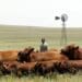 The crux of a dispute between the Red Meat Producers’ Organisation and Agri Enterprises is specific funds allocated for the training of livestock farmers – money that the RPO wants to use for the same purpose. Photo: Supplied/Food For Mzansi