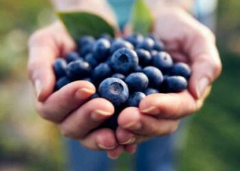 Transnet strike: Typically, women constitute more than 80% of the workforce employed to pick and pack blueberries. They live in rural areas and have few other alternatives for employment, especially at this time of the year, warned Chiltern Farms managing director Justin Mudge. Photo: Supplied/Food For Mzansi