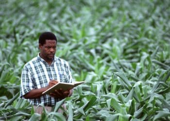 Cash flow projections: All farmers – especially those that are still considered small and up-and-coming – should learn how to budget, which will go a long way to make them bankable or within the risk parameters of financial institutions. Photo: Supplied/Food For Mzansi