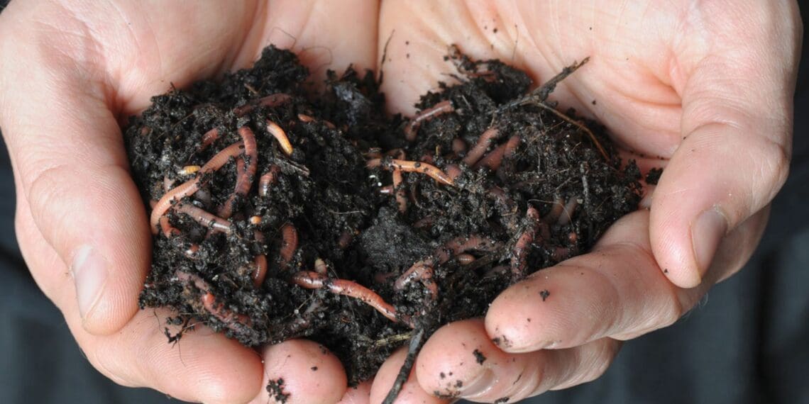 Learn how to make your own worm farm, generate vermicompost and grow an organic business at the Organic & Natural Products Expo. Photo: Supplied/Food For Mzansi
