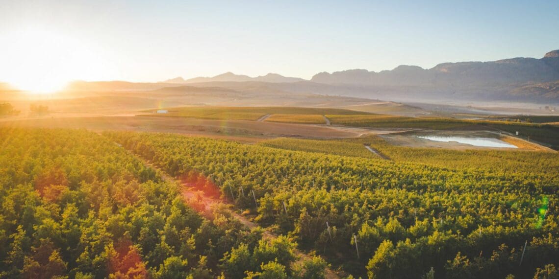 Ceres is one of the largest deciduous fruit and vegetable producing districts in South Africa. Fresh fruit is marketed both locally and internationally as are other products such as fruit juices, dried fruit , potatoes and unions. The first Ceres wines have recently appeared on the market and local spring water is sold worldwide.Photo: Supplied/Food For Mzansi