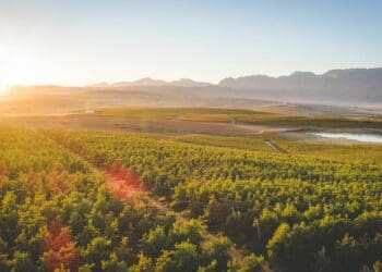 Ceres is one of the largest deciduous fruit and vegetable producing districts in South Africa. Fresh fruit is marketed both locally and internationally as are other products such as fruit juices, dried fruit , potatoes and unions. The first Ceres wines have recently appeared on the market and local spring water is sold worldwide.Photo: Supplied/Food For Mzansi