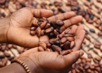 This weekend, Ghanian agripreneurs will showcase their organic and natural products at an expo in Johannesburg. Photo: Supplied/Unsplash