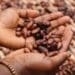 This weekend, Ghanian agripreneurs will showcase their organic and natural products at an expo in Johannesburg. Photo: Supplied/Unsplash