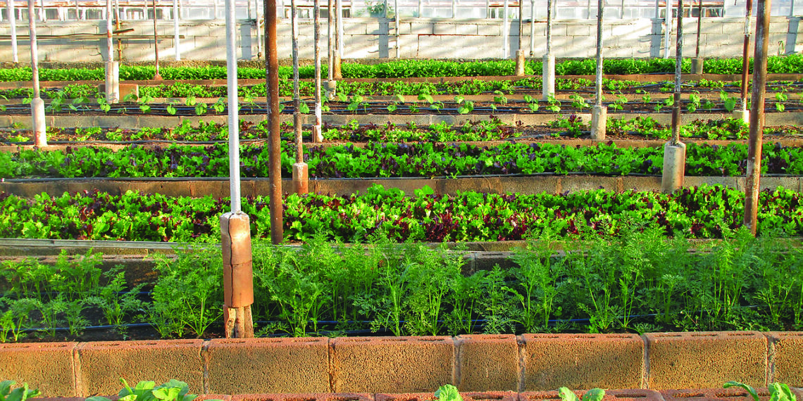 Growing plants on buildings can reduce heat and produce healthy food in African cities. Photo: Supplied/Pixabay