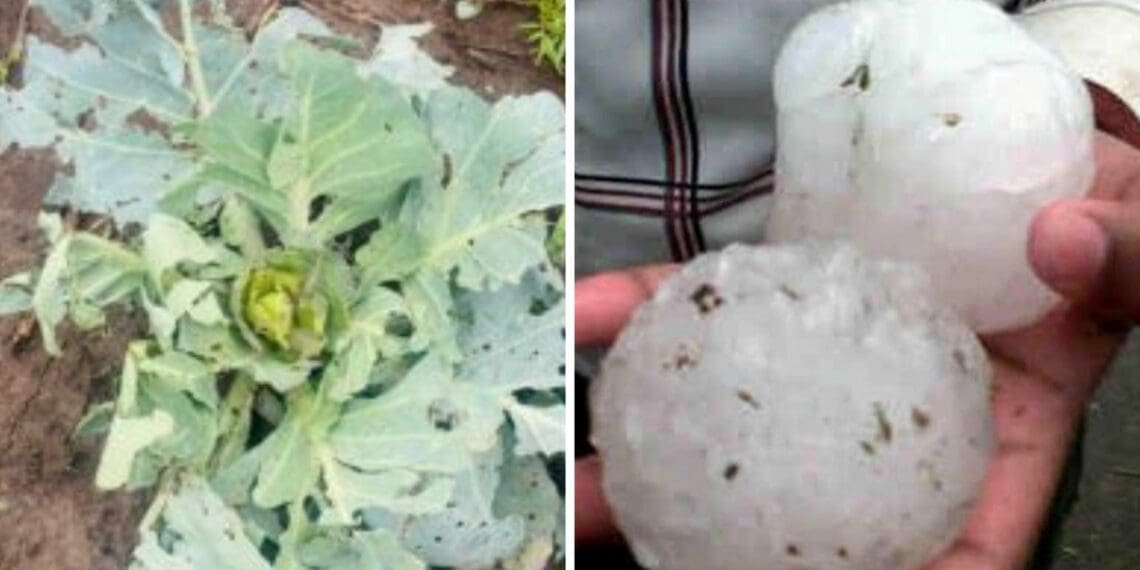 Thabani Bhengu, farmer and owner of Ndela Farming lost thousands of his crops after a freak hailstorm battered his farm. Photo: Supplied/FoodForMzansi