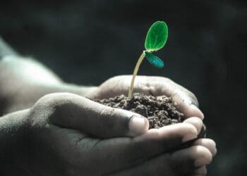 A youth programme spanning across three African countries aims to create jobs for young farmers. Photo: Supplied/Pixabay