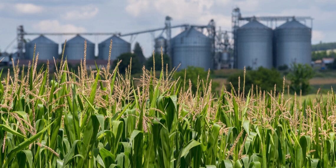 The complexities of food systems require a shift from the business-as-usual approach towards adapting to new standards and norms, including cultural changes that promote sustainability. Photo: Supplied/Food For Mzansi