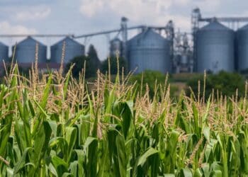The complexities of food systems require a shift from the business-as-usual approach towards adapting to new standards and norms, including cultural changes that promote sustainability. Photo: Supplied/Food For Mzansi