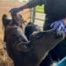 The “true eureka moment” came when early trials suggested that calves on a New Zealand farm emit up to 20% less methane when they receive the Kowbucha probiotic supplement. Photo: Supplied/Reuters