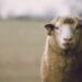 Challenges facing Eastern Cape agribusinesses