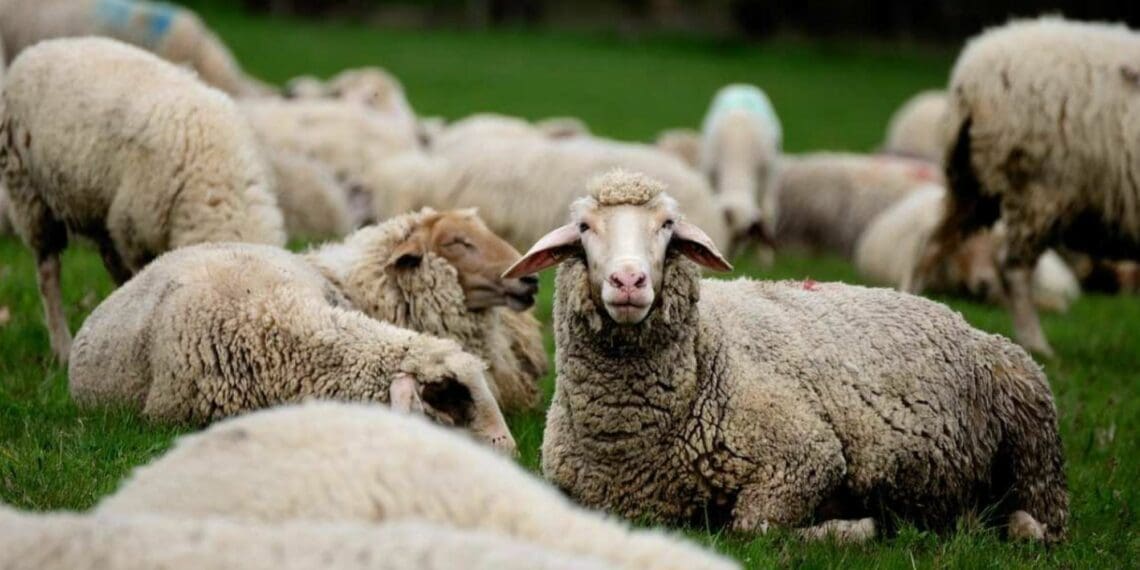 Wool production: The Eastern Cape provincial government is constructing shearing sheds and facilities in rural communities that previously were only seen on commercial farms, says Nonkqubela Pieters, the MEC for rural development and agrarian reform in the province. Photo: Supplied/Food For Mzansi