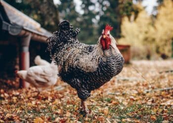 “Good biosecurity is of utmost importance for the health of chickens and the profitability of the farm,” says Meadow Feeds technical advisor Retha Engels. Photo: Supplied/Food For Mzansi