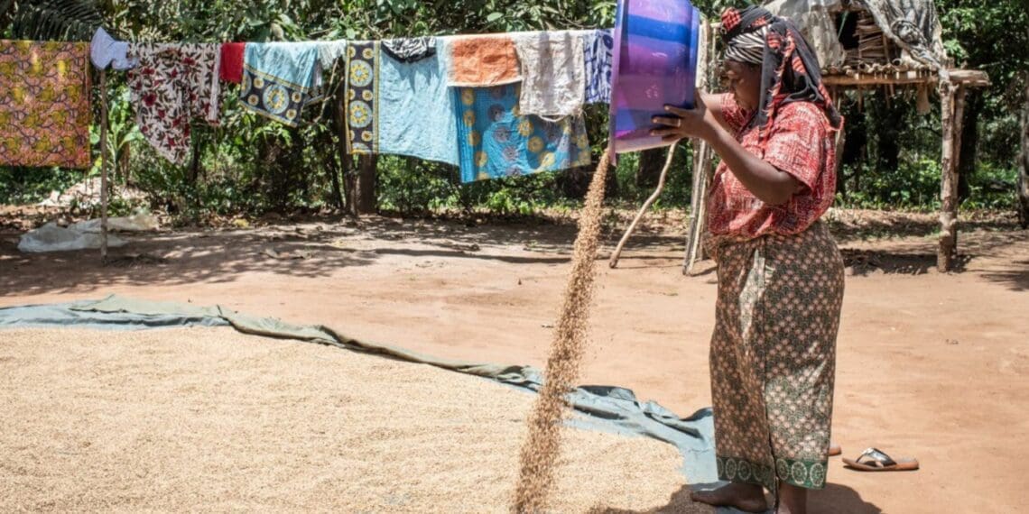 Small-scale rice production in Guinea. Photo: FAO/Jean-Baptise Joire