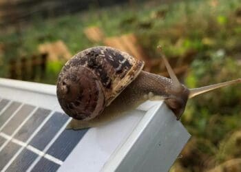 Although small and still new, South Africa's snail farming industry has the potential to grow into a internationally competitive industry. Photo:Supplied/GoshenSnailFarm