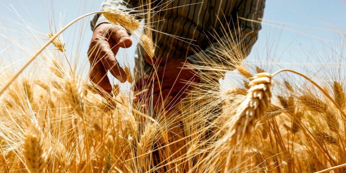Russia remains a significant producer, making up 12% of the expected 792 million tonnes of the global wheat harvest. This means the events in the Black Sea will continue to matter for the global wheat market and price dynamics. Photo: Supplied/Food For Mzansi