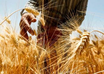 Russia remains a significant producer, making up 12% of the expected 792 million tonnes of the global wheat harvest. This means the events in the Black Sea will continue to matter for the global wheat market and price dynamics. Photo: Supplied/Food For Mzansi