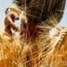 Russia remains a significant producer, making up 12% of the expected 792 million tonnes of the global wheat harvest. This means the events in the Black Sea will continue to matter for the global wheat market and price dynamics. Photo: Supplied/Food For Mzansi