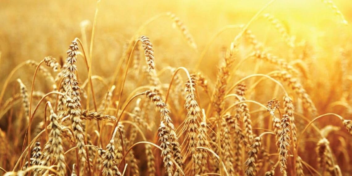 The stage is set and excitement is building as nine of the country's brightest young farmers compete for top honours in the Toyota SA/Agri SA Young Farmer of the Year and New Harvest competition. Photo: Supplied/AgriSA