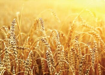 The stage is set and excitement is building as nine of the country's brightest young farmers compete for top honours in the Toyota SA/Agri SA Young Farmer of the Year and New Harvest competition. Photo: Supplied/AgriSA