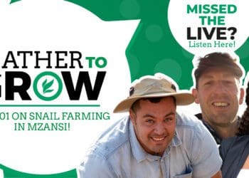 In a recent Gather To Grow session Food For Mzansi spoke with snail farmers to hear more about this small, but growing industry in Mzansi. Photo: Supplied/FoodForMzansi
