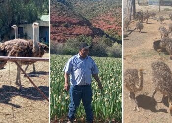 Jolian du Preez is a farmworker turned farmer. While he's journey towards commercialisation has seen many highs,there have been lows as well. Photo: Supplied/FoodForMzansi