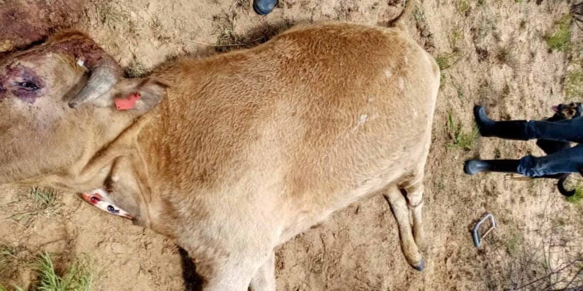 Farmers in the North West are in the fight of their lives after raging fires burnt over 100 000 hectares of grazing land to ashes in the province. Supplied/Olerile Lekgetho