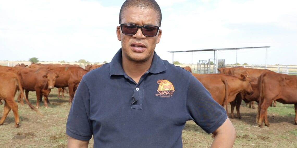 Uyazifela ngezinkomo zeBonsmara