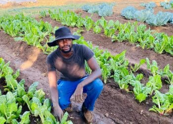 Farming helps Seboa put food on the table