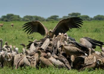 Vulture crisis: ‘Protect waste service in the sky’