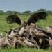 Vulture crisis: βProtect waste service in the skyβ