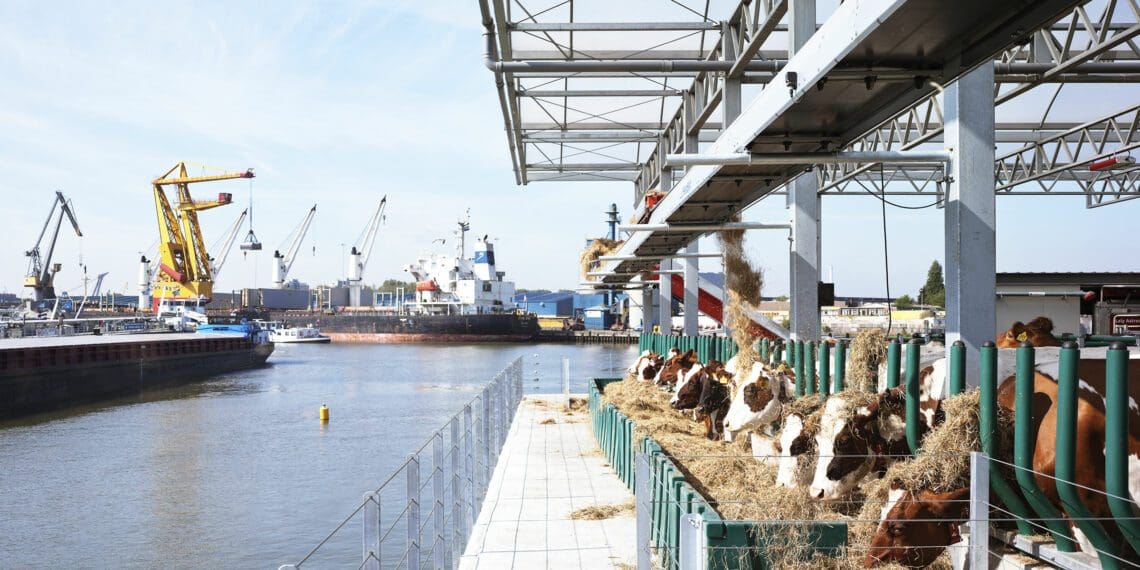 Floating cows live a blissful life in Rotterdam