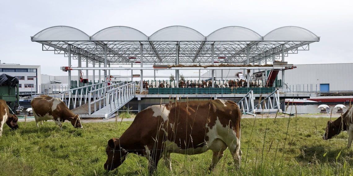 Milk dumping leaves a sour taste as dairy industry hits the rocks