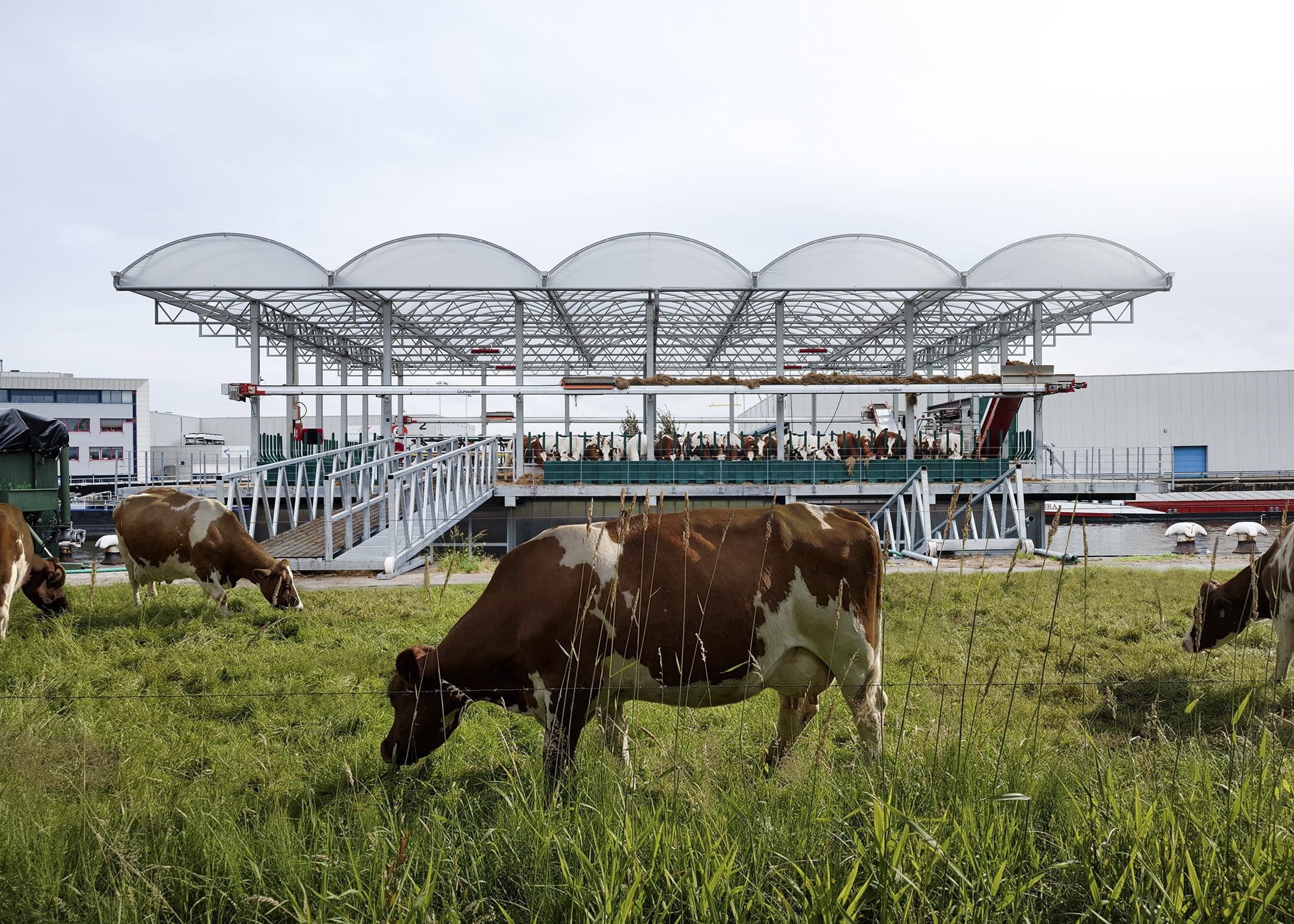 Milk dumping leaves a sour taste as dairy industry hits the rocks ...