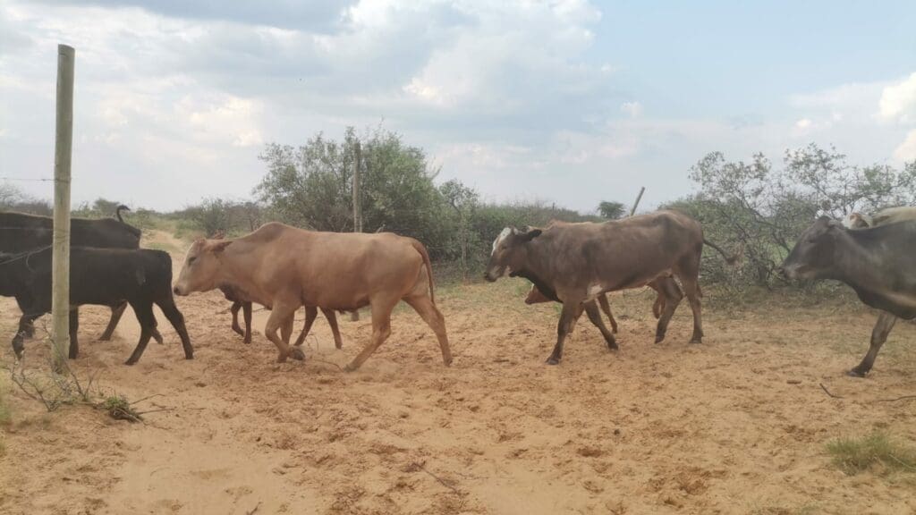 Cattle on Dikabelo Petrose's farm in the North West. Supplied/Dikabelo Petrose